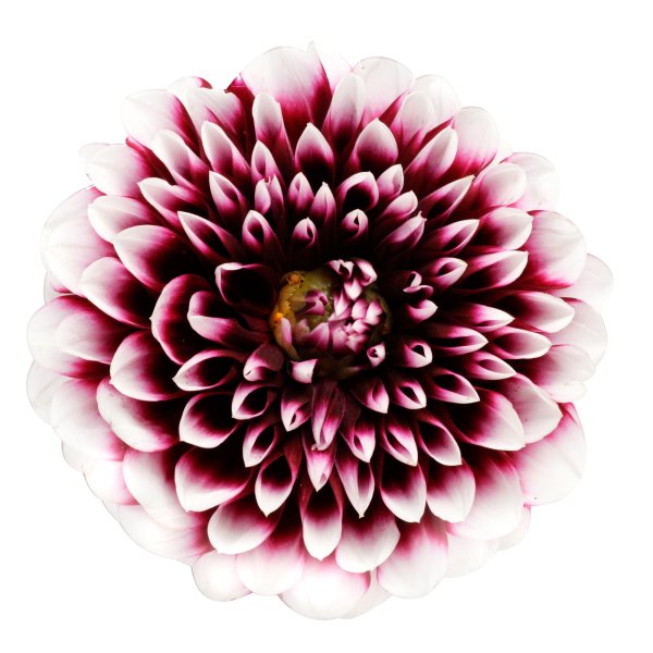 Георгин цветок на белом фоне