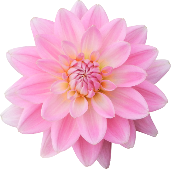 Георгина на белом фоне