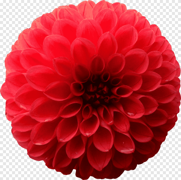 Бело красная Хризантема Жоржина