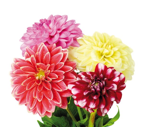 Букетики георгины на белом фоне