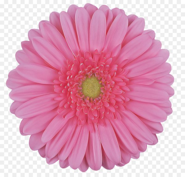 Трансваальская Маргаритка