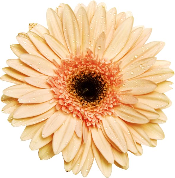 Гербера gr Kiara