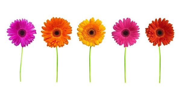 Гербера цветок на белом фоне