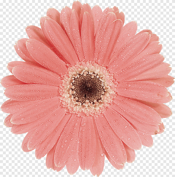 Розовые герберы