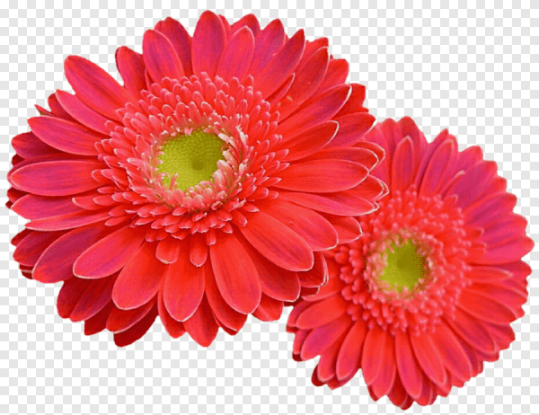 Гербера трансваальская Маргаритка