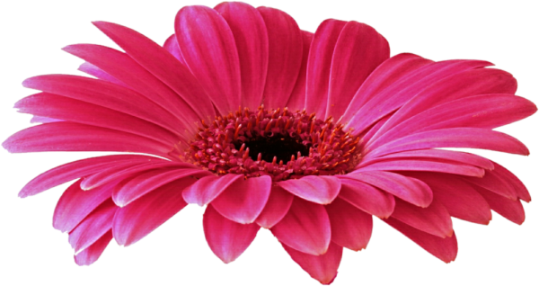 Клипарт герберы на прозрачном фоне