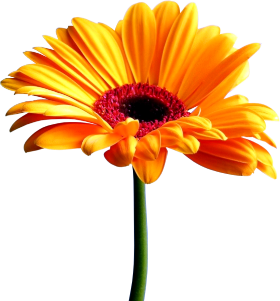 Цветы на прозрачном фоне