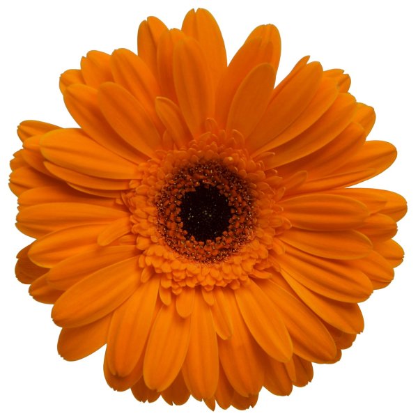 Гербера Эллианс