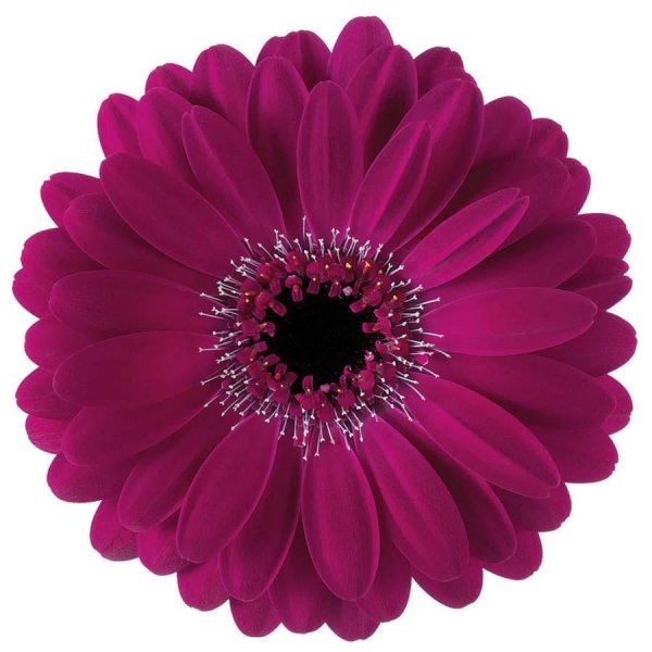 Трансваальская Маргаритка