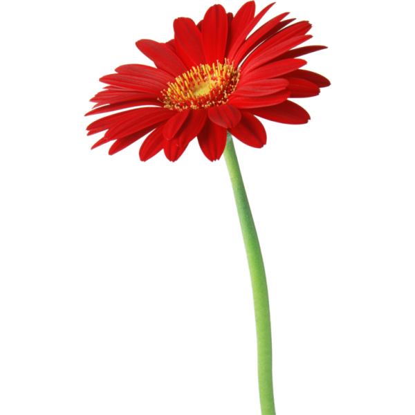 Цветок со стеблем на белом фоне