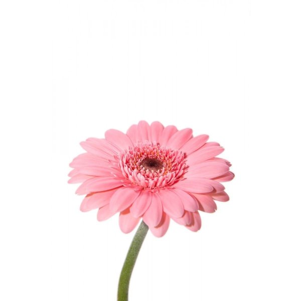 Гербера Аква