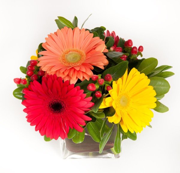 Гербера букет