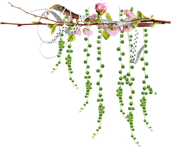 Свисающие ветки