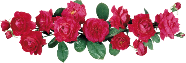 Гирлянда из роз на прозрачном фоне