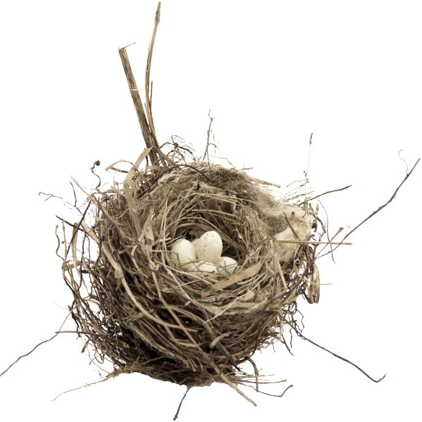 Гнездо на прозрачном фоне