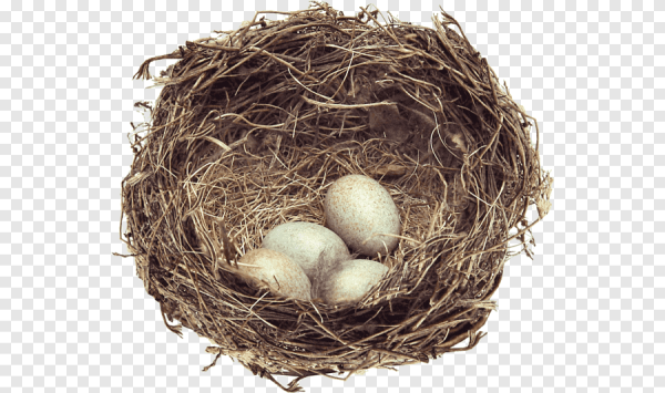 Гнездо на белом фоне