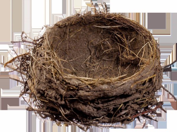 Nest гнездо