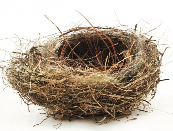 Гнездо на белом фоне