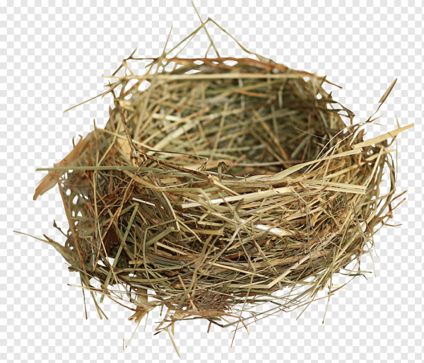 Птичье гнездо