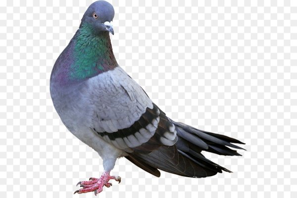 Голубь на прозрачном фоне