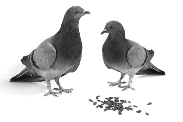 Птица голубь на белом фоне