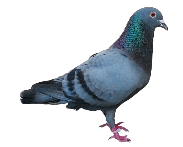 Голубь на белом фоне
