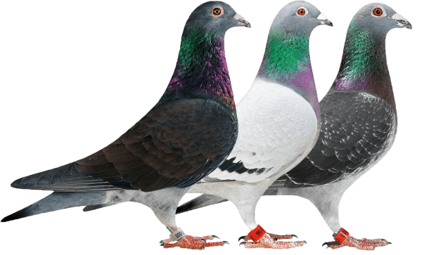 Спортивные голуби Бельгии