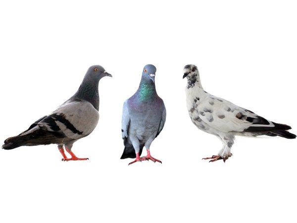 Много голубей на белом фоне