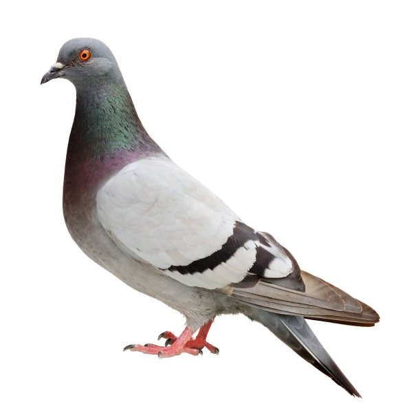 Голубь карточка для детей