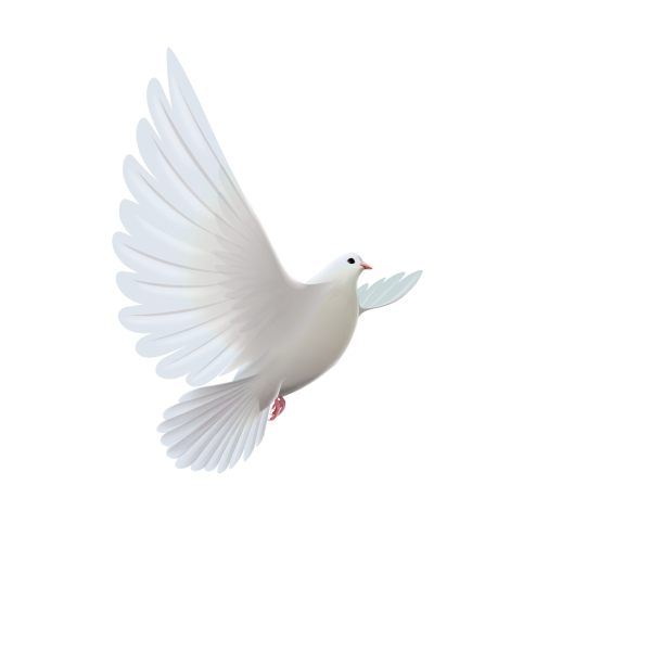 Голубь летит