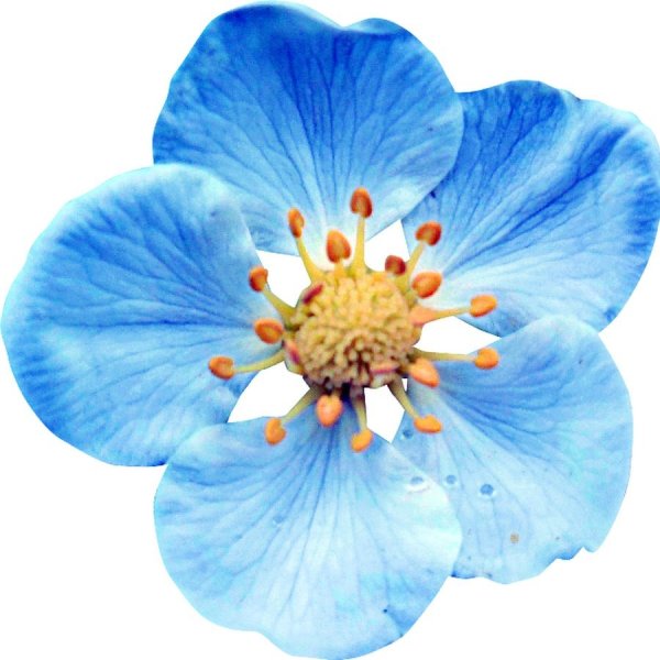 Голубые цветы на белом фоне