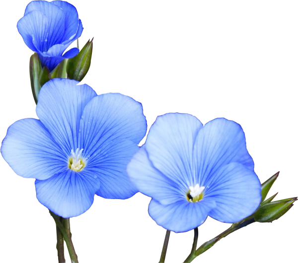 Синие цветы на белом фоне