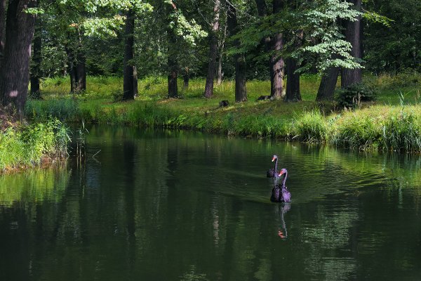 Майдановский парк Клин