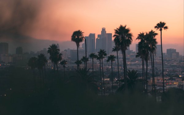 Пальмы Лос Анджелеса