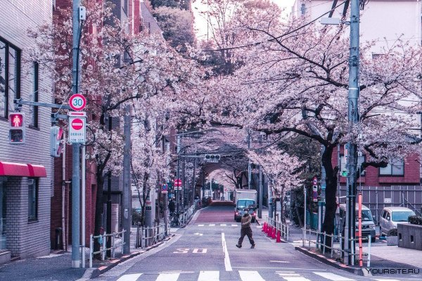 Япония улицы Киото Сакура