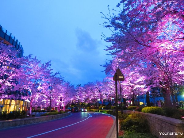 Токийская Токио Сакура