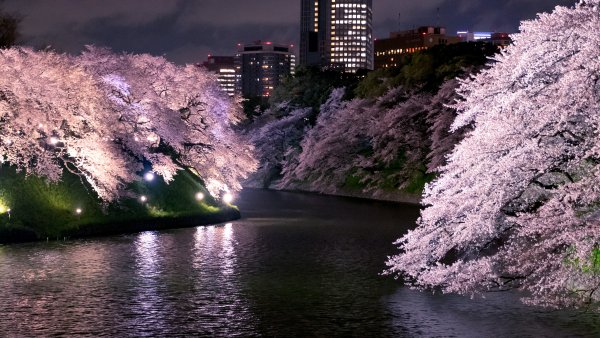Сакура река Токио