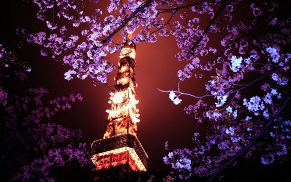 Черри блоссом в Токио