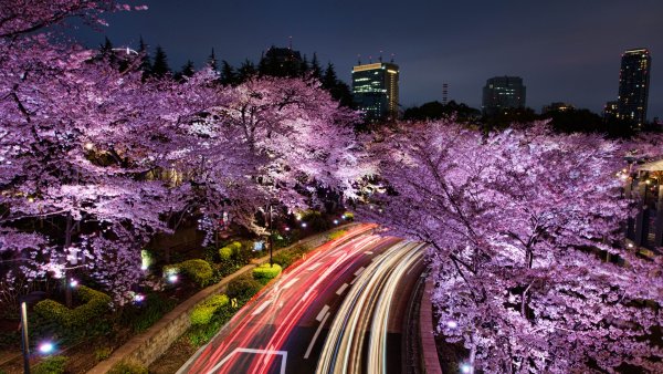 Япония Токио Сакура