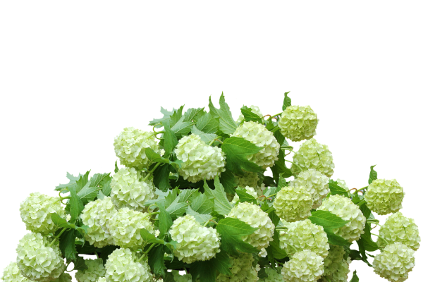 Гортензия Инкредибл