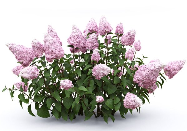 Гортензии Pan. Grandiflora