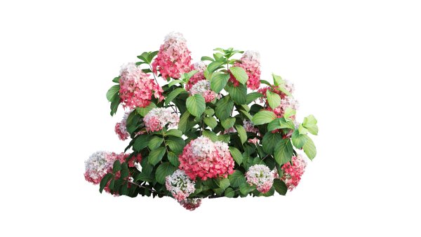 Гортензия метельчатая куст на белом фоне