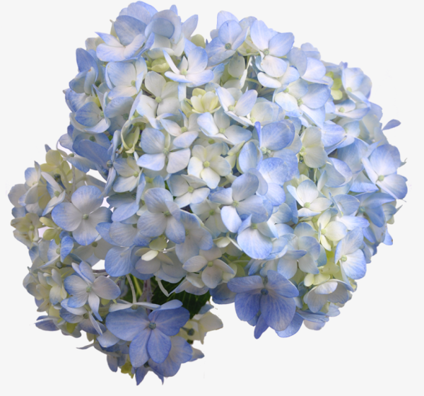 Гидрангия джамбо Блю