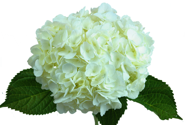 Гидрангия премиум Вайт