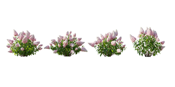 Гортензия метельчатая 3д