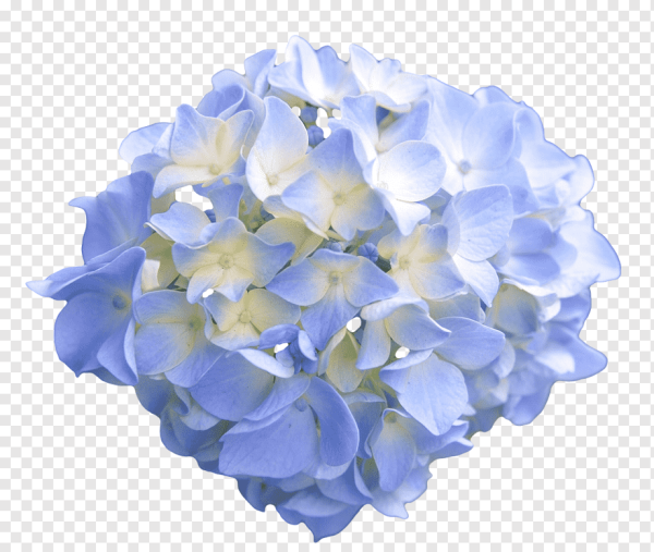 Гортензия белая