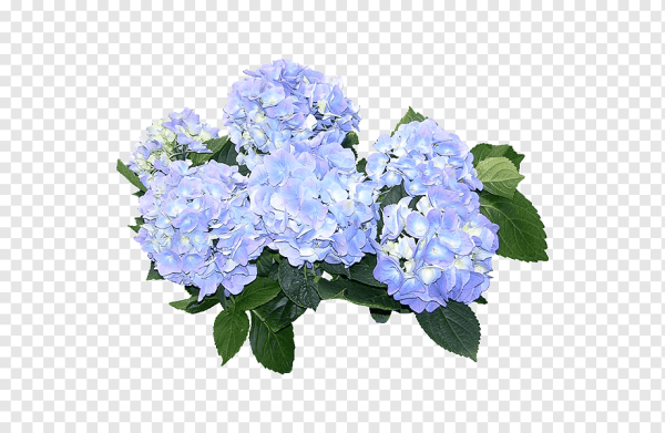 Букет голубых гортензий на прозрачном фоне