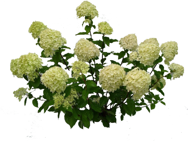 Гортензия метельчатая Калина