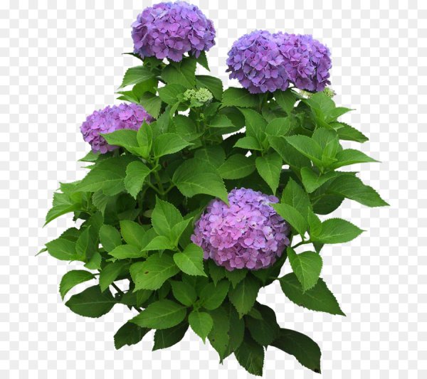 Куст гортензии вектор