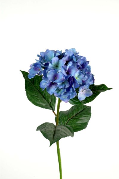 Гидрангея синяя